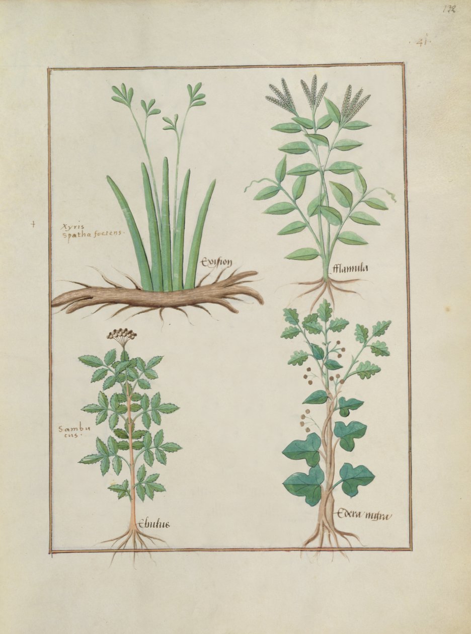 Pani ks. Fv VI #1 fol.132r Górny rząd: Xyris i Spearwort. Dolny rząd: Bez czarny i Hedera, ilustracja z Księgi prostych leków, autorstwa Mattheausa Plateariusa (zm. 1161) ok. 1470 r. autorstwa Robinet Testard