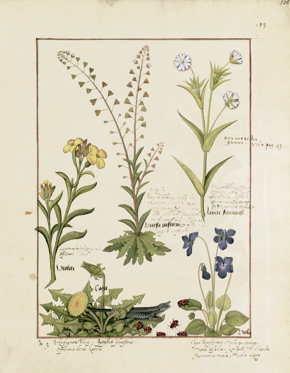 Ilustracja z Księgi prostych leków Mateusza Plateariusa 138r autorstwa Robinet Testard