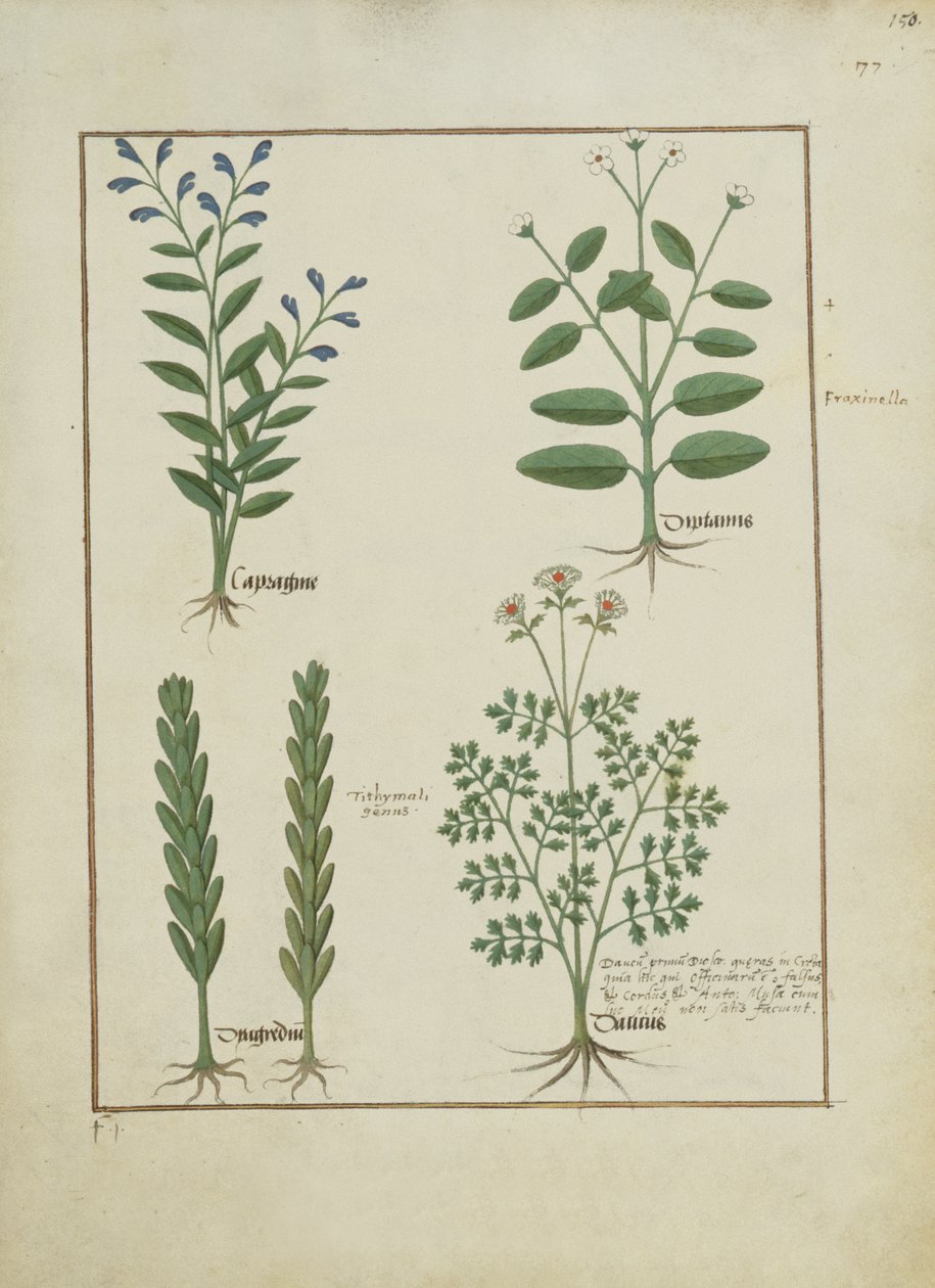 Pani ks. Fv VI #1 fol.150r Ilustracja z Księgi prostych leków autorstwa Mattheausa Plateariusa (d.c.1161) c.1470 autorstwa Robinet Testard