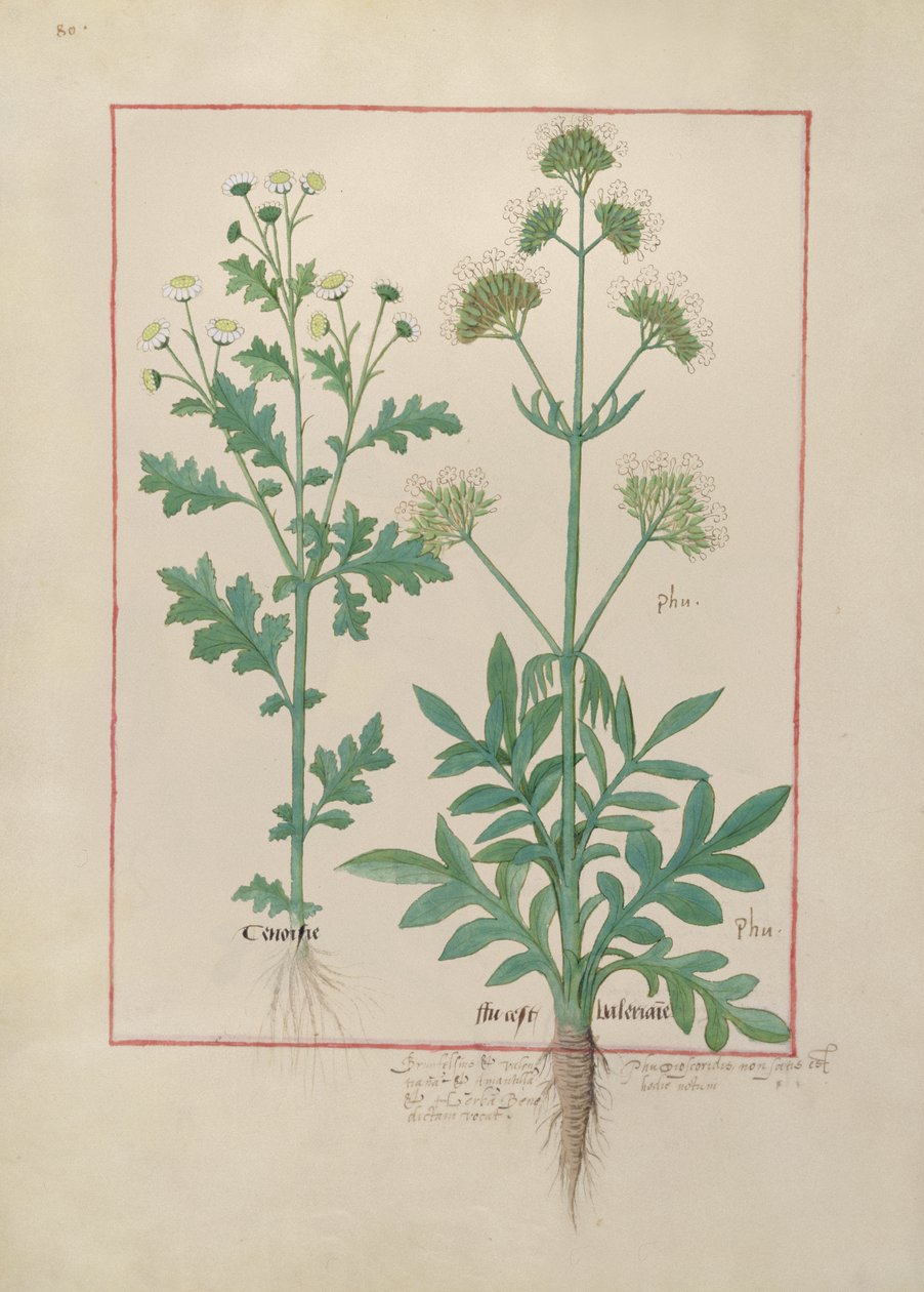 Pani ks. Fv VI #1 fol.151v Ilustracja z Księgi prostych leków autorstwa Mattheausa Plateariusa (d.c.1161) c.1470 autorstwa Robinet Testard