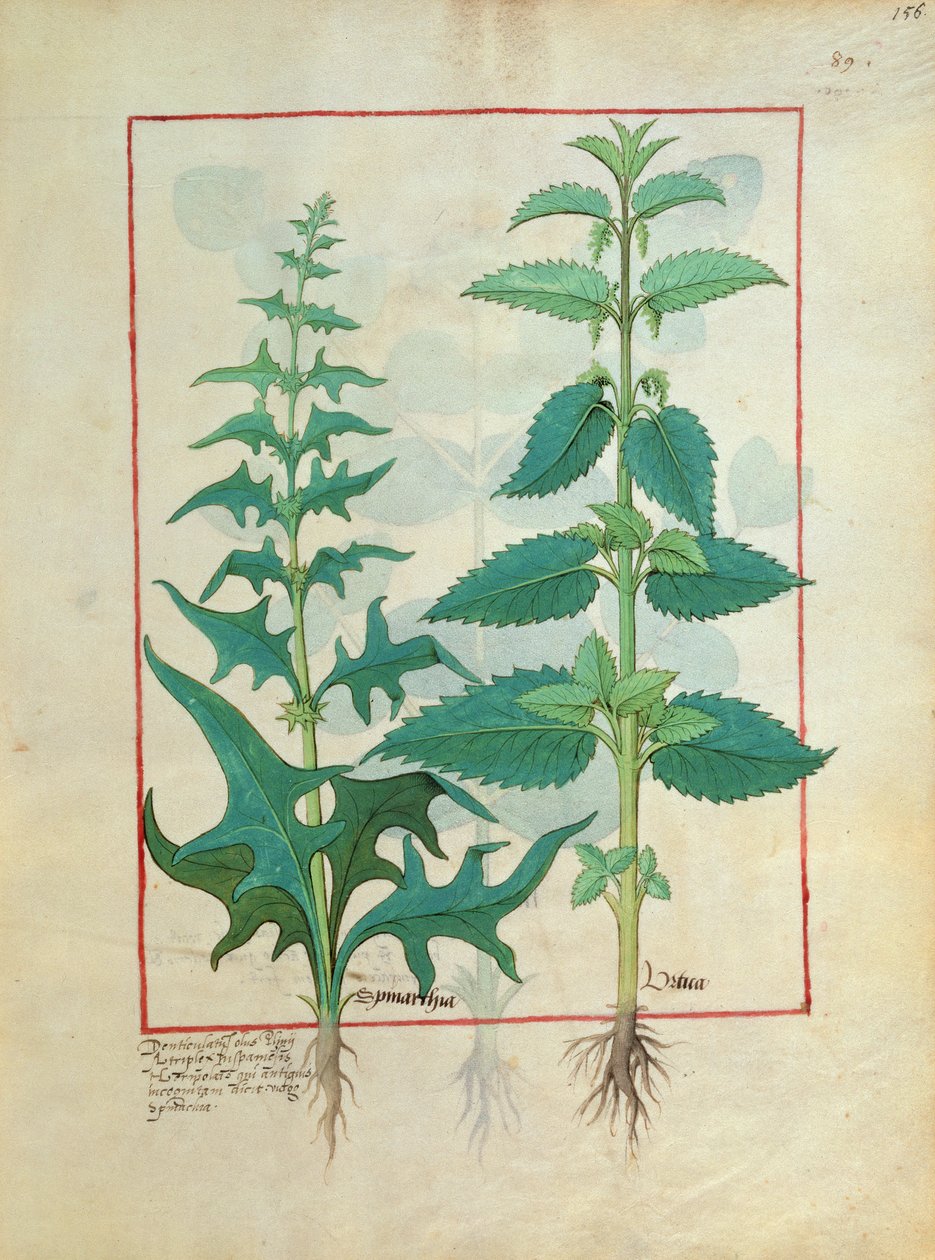 Pokrzywowate (rodzina pokrzyw) Ilustracja z Księgi prostych leków autorstwa Mattheausa Platearius 156 autorstwa Robinet Testard