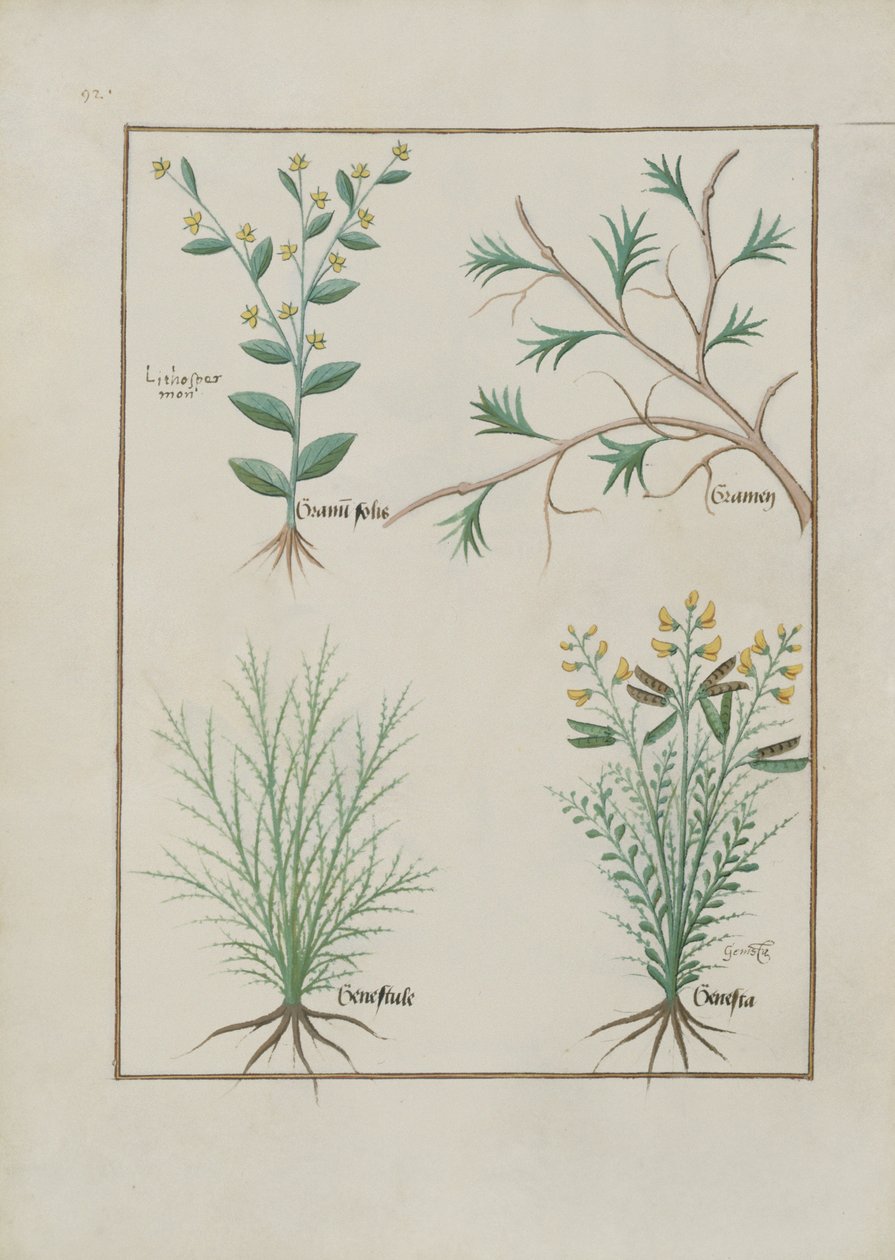 Pani ks. Fv VI #1 fol.157v Ilustracja z Księgi prostych leków autorstwa Mattheausa Plateariusa (d.c.1161) c.1470 autorstwa Robinet Testard