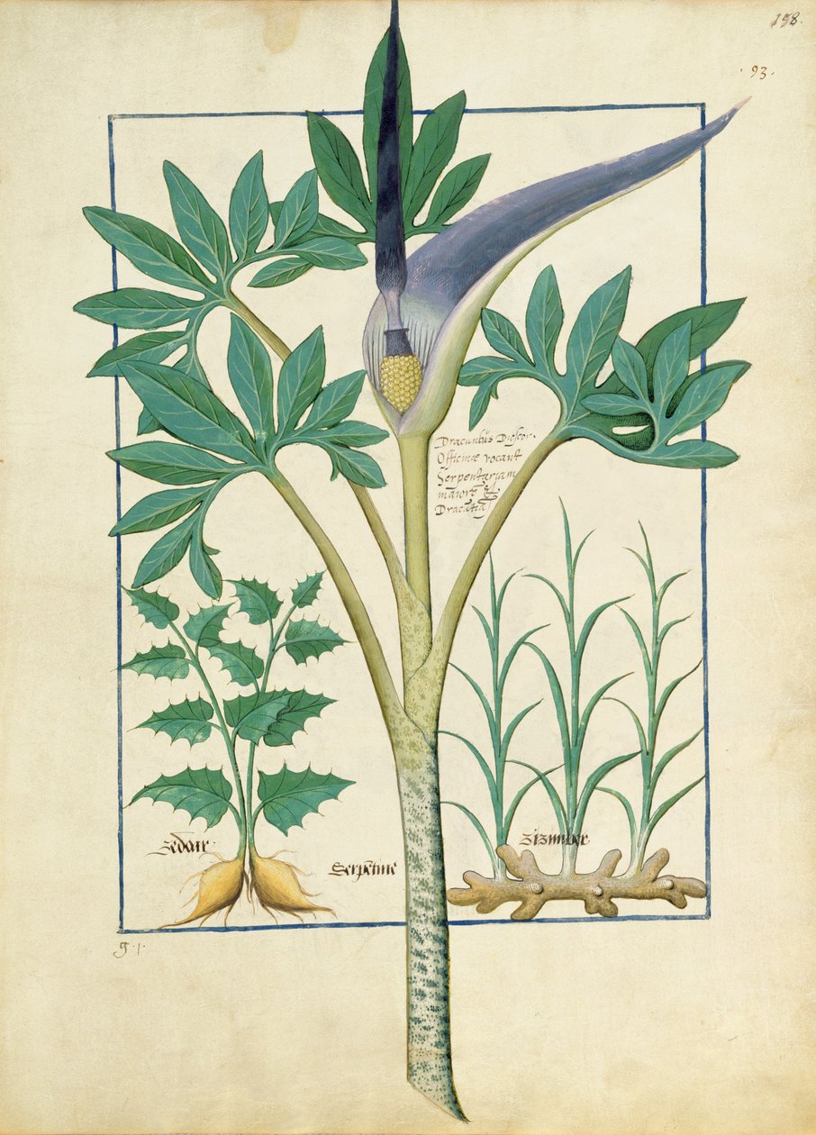 Orchidea, ilustracja z Księgi prostych leków, Mattheaus Platearius 158r autorstwa Robinet Testard