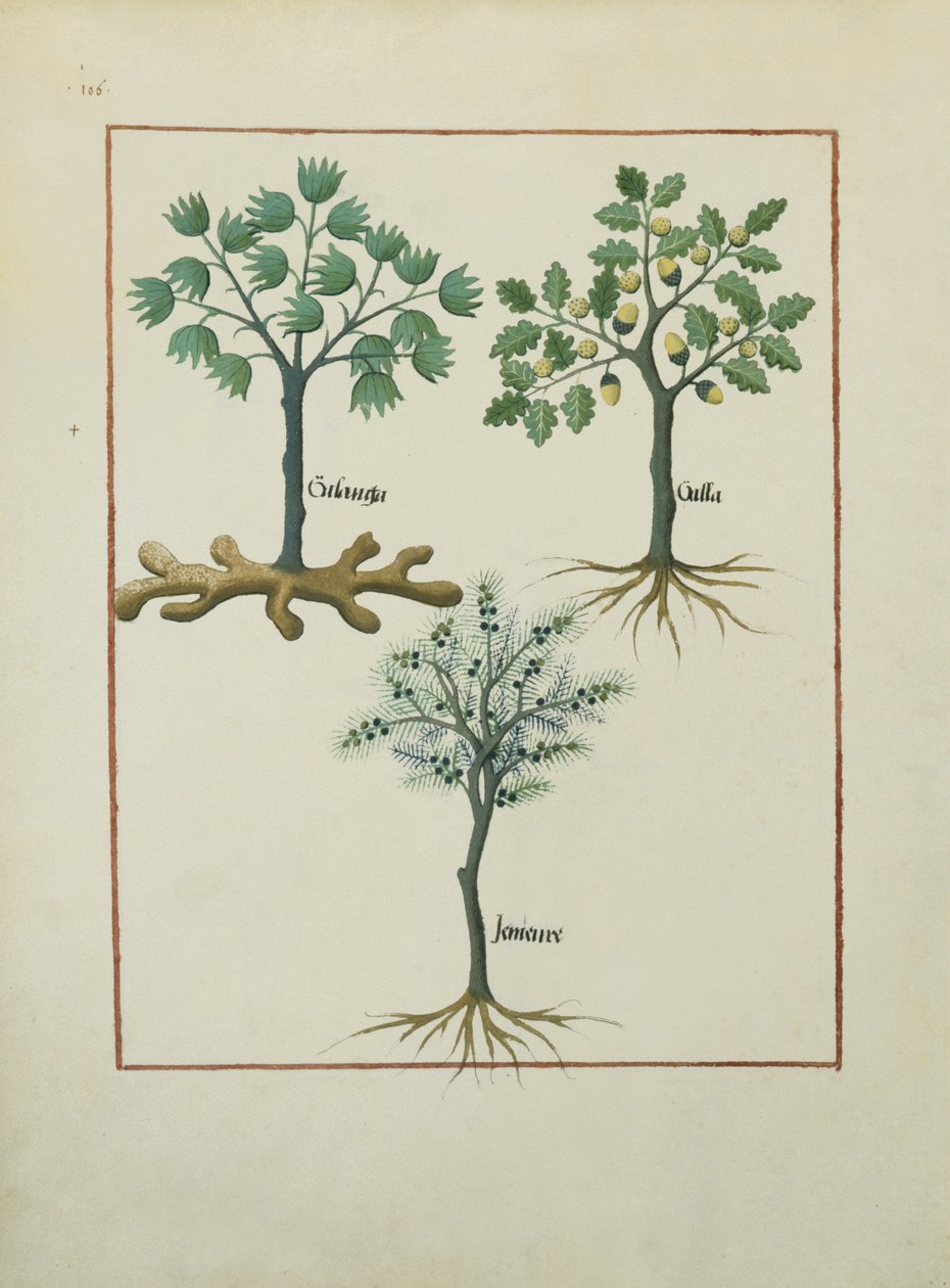 Pani ks. Fv VI #1 fol.164v Ilustracja z Księgi prostych leków autorstwa Mattheausa Plateariusa (d.c.1161) c.1470 autorstwa Robinet Testard