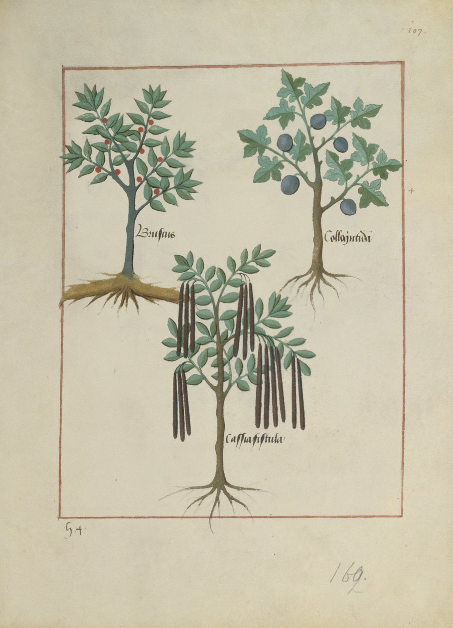 Pani ks. Fv VI #1 fol.165r Ilustracja z Księgi prostych leków autorstwa Mattheausa Plateariusa (d.c.1161) c.1470 autorstwa Robinet Testard