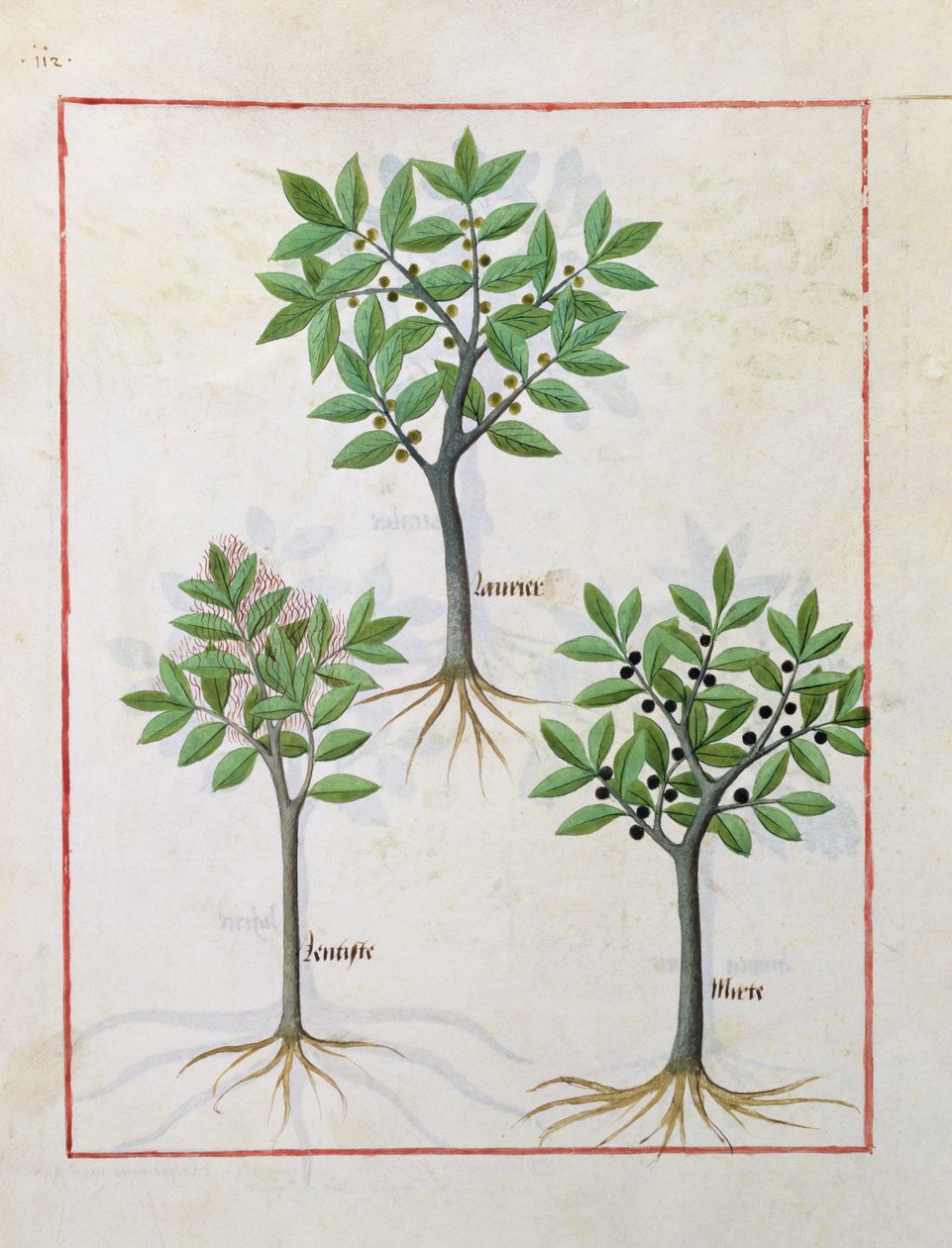 Ilustracja z Księgi prostych leków Mateusza Plateariusa 166v autorstwa Robinet Testard