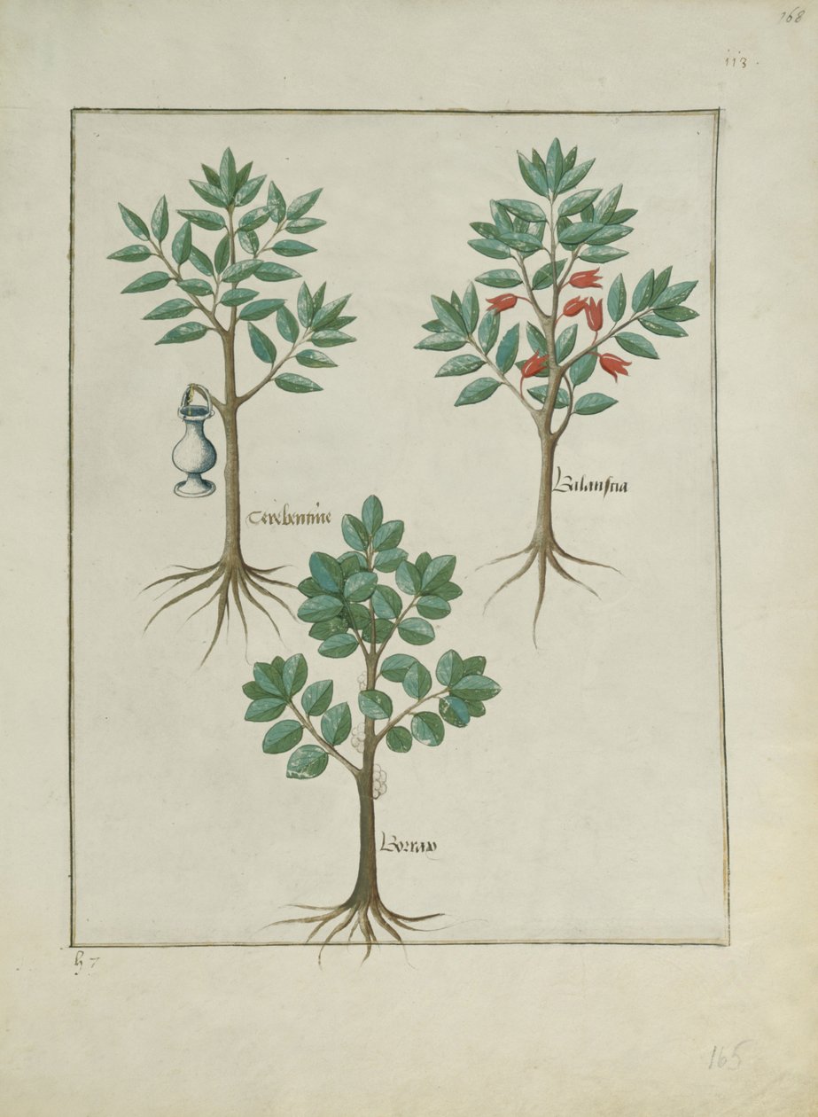 Pani ks. Fv VI #1 fol.168r Ilustracja z Księgi prostych leków autorstwa Mattheausa Plateariusa (d.c.1161) c.1470 autorstwa Robinet Testard