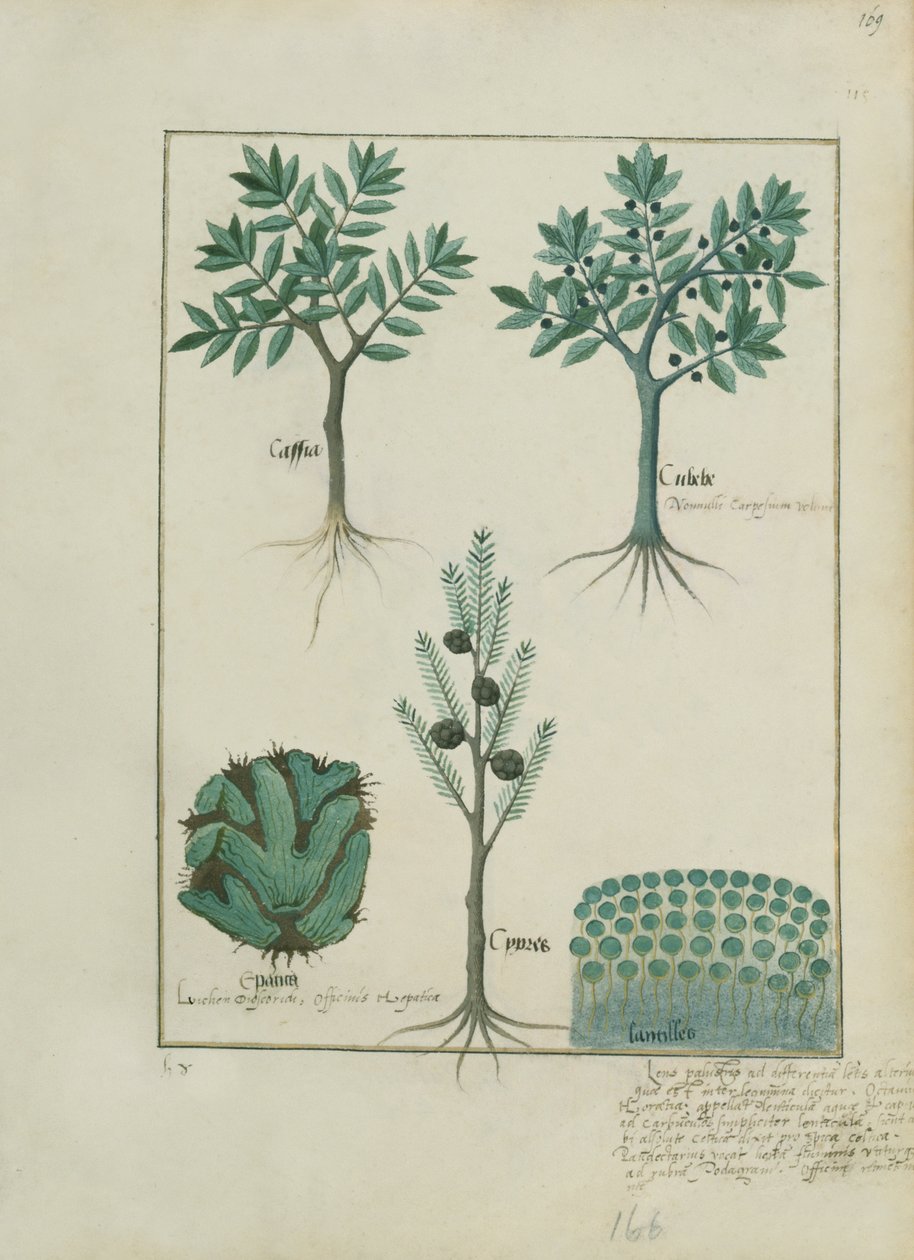 Pani ks. Fv VI #1 fol.169r Ilustracja z Księgi prostych leków autorstwa Mattheausa Plateariusa (d.c.1161) c.1470 autorstwa Robinet Testard