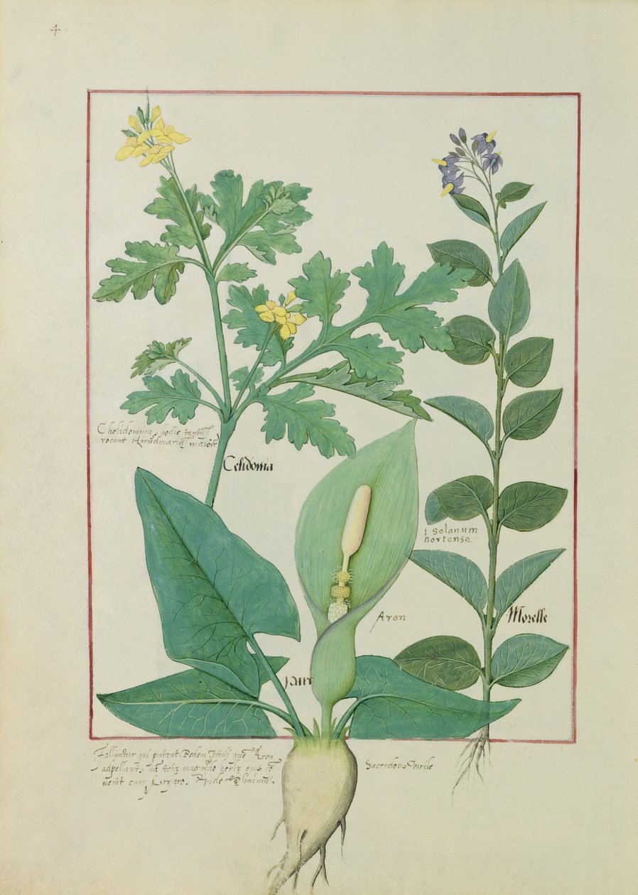 Glistnik Wielki lub Mak, Solanum lub Psianka i Aron, ilustracja z Księgi prostych leków Mateusza Plateariusa 113v autorstwa Robinet Testard