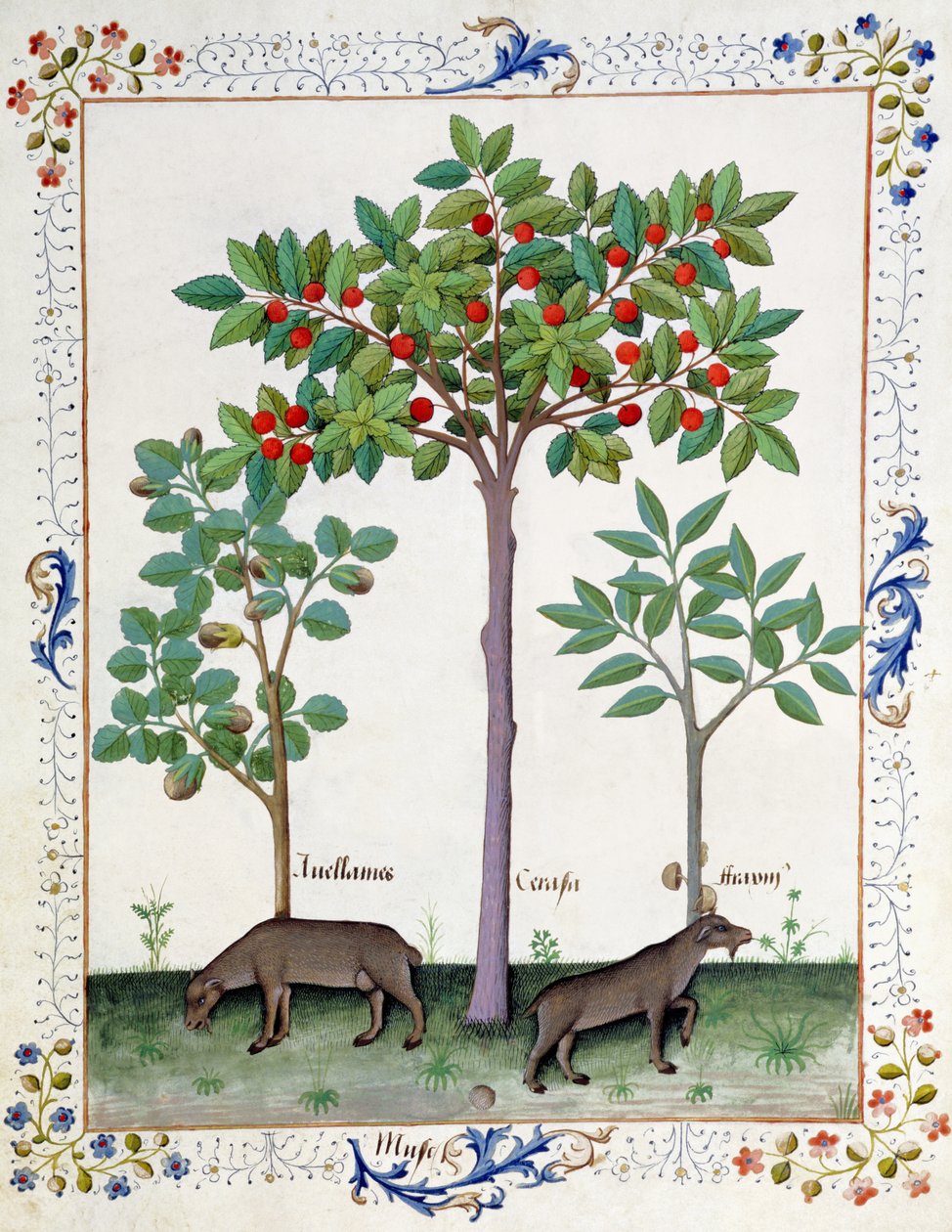 Krzew orzecha laskowego (po lewej) i Wiśnia (w środku), ilustracja z Księgi prostych leków autorstwa Matthaeusa Plateariusa 162r autorstwa Robinet Testard