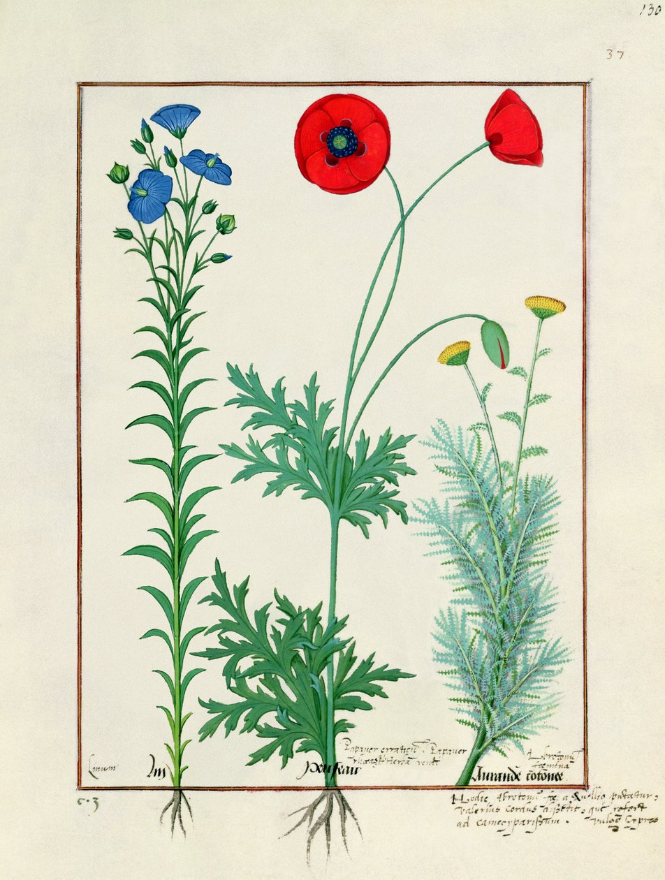 Linum, maki ogrodowe i abrotanum, ilustracja z Księgi prostych leków, Mattheaus Platearius autorstwa Robinet Testard