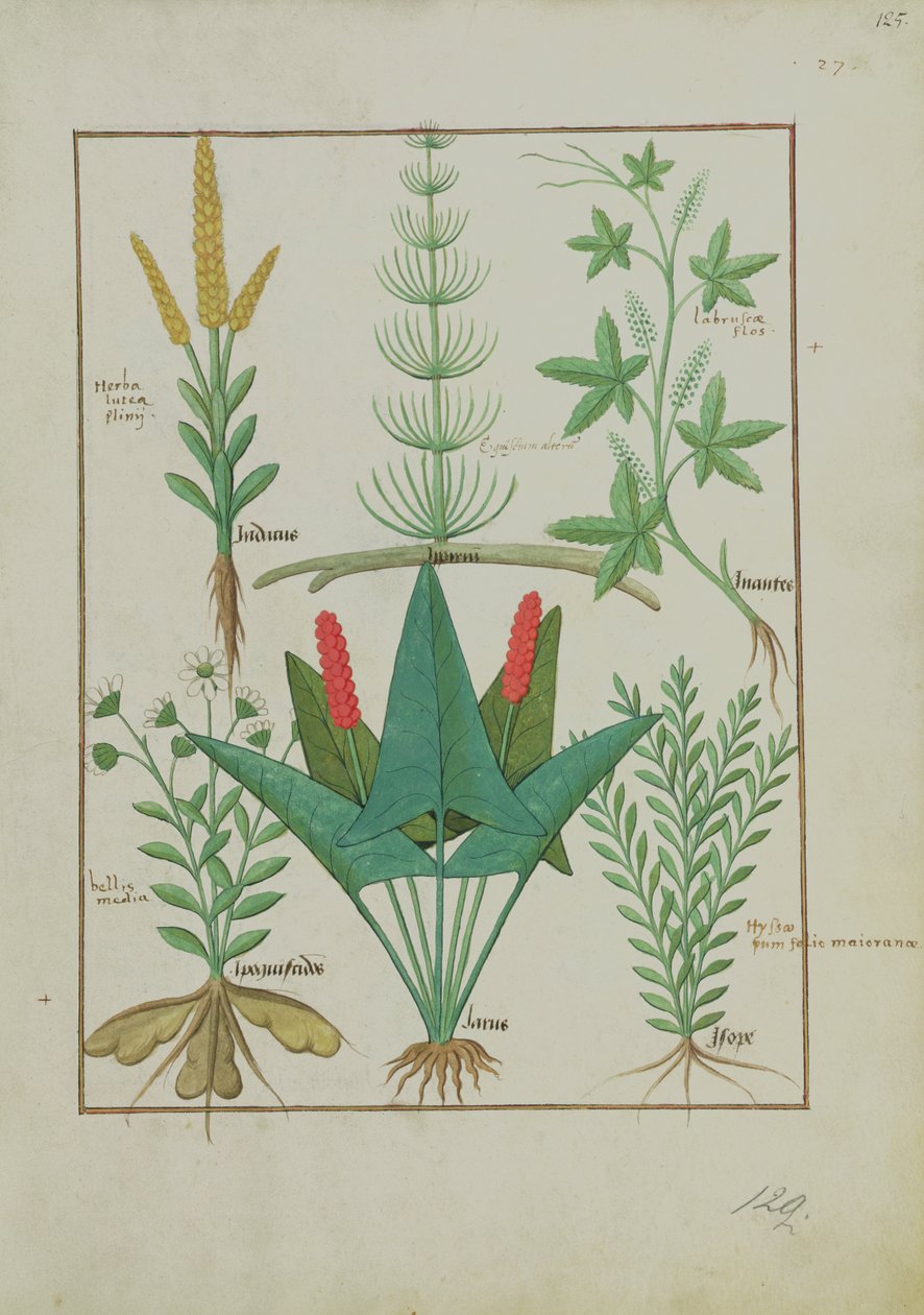 Pani ks. Fv VI #1 fol.125r Górny rząd: Kukurydza, Skrzyp i Labruscae flos. Dolny rząd: Daisy, Jarus i Majeranek, ilustracja z Prostej księgi leków, autorstwa Mattheausa Plateariusa (zm. 1161) ok. 1470 r. autorstwa Robinet Testard