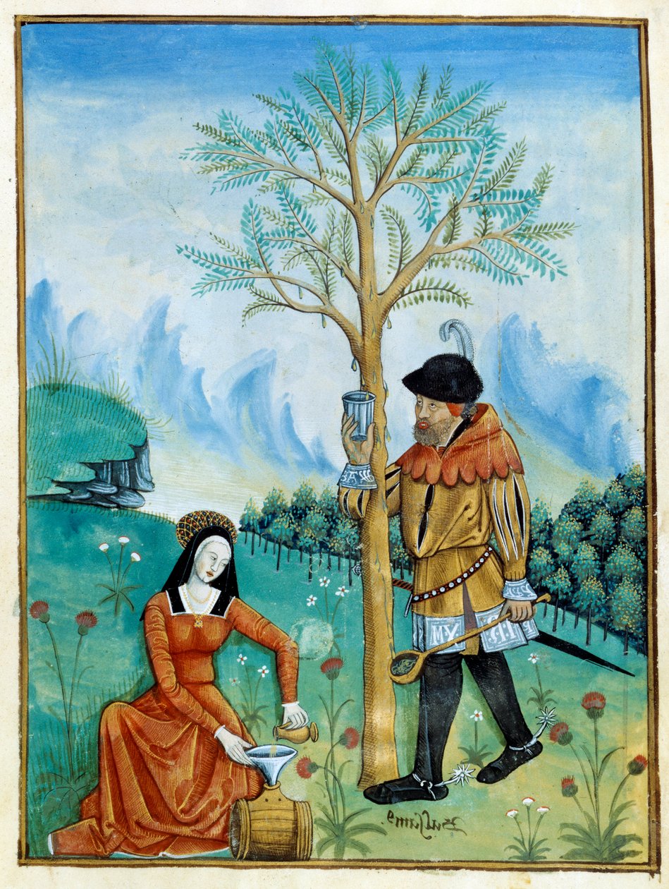 Rekultywacja balsamu. Mężczyzna zbiera żywicę, czyli seve, spływającą z drzewa (Flora: balsamier), używaną w medycynie, a kobieta wkłada ją do beczki. Miniatura w „Księdze prostych lekarzy” (Folio 187v) v.1520-1530. Enlumine od Testard Tap autorstwa Robinet Testard