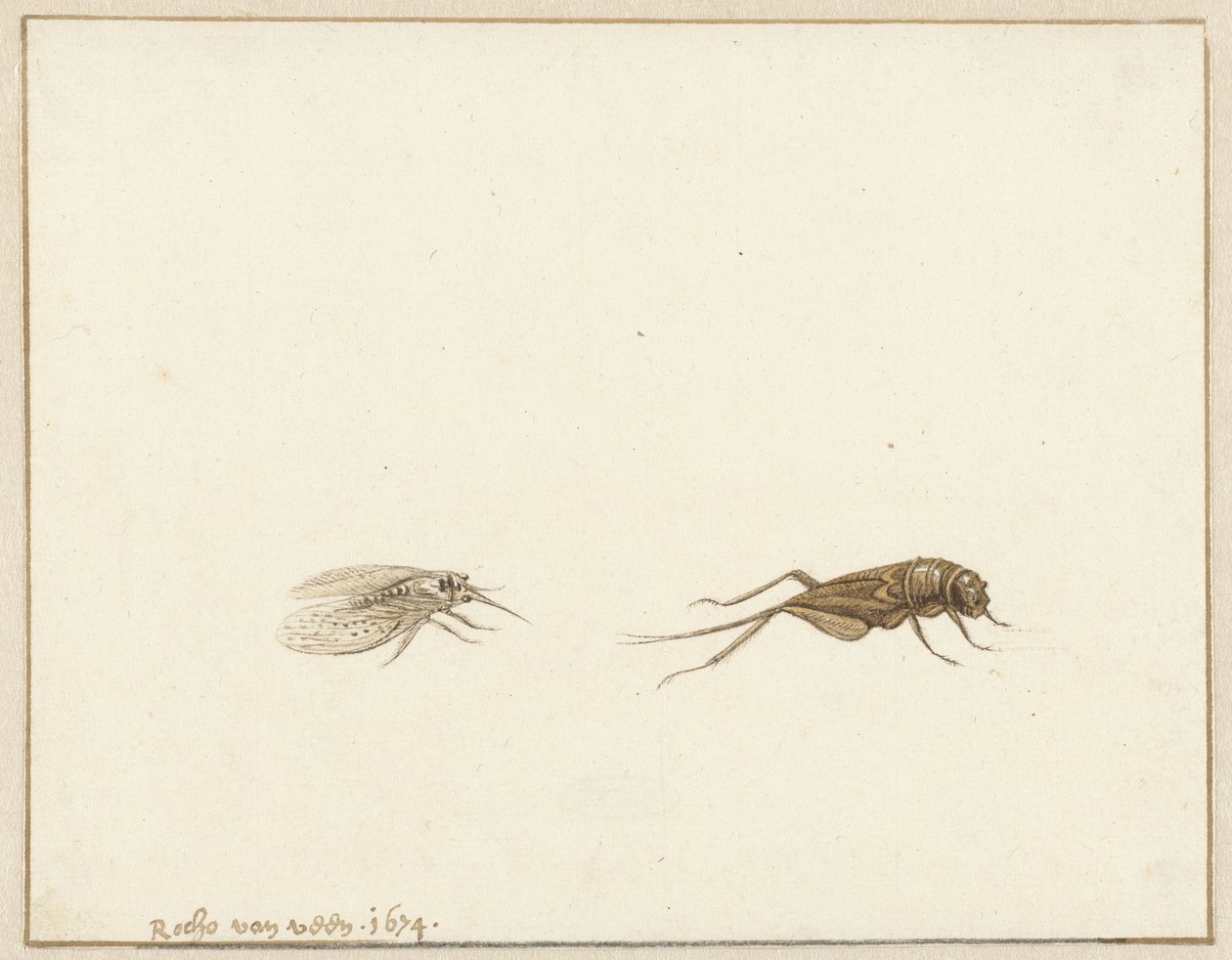 Dwa owady autorstwa Rochus van Veen
