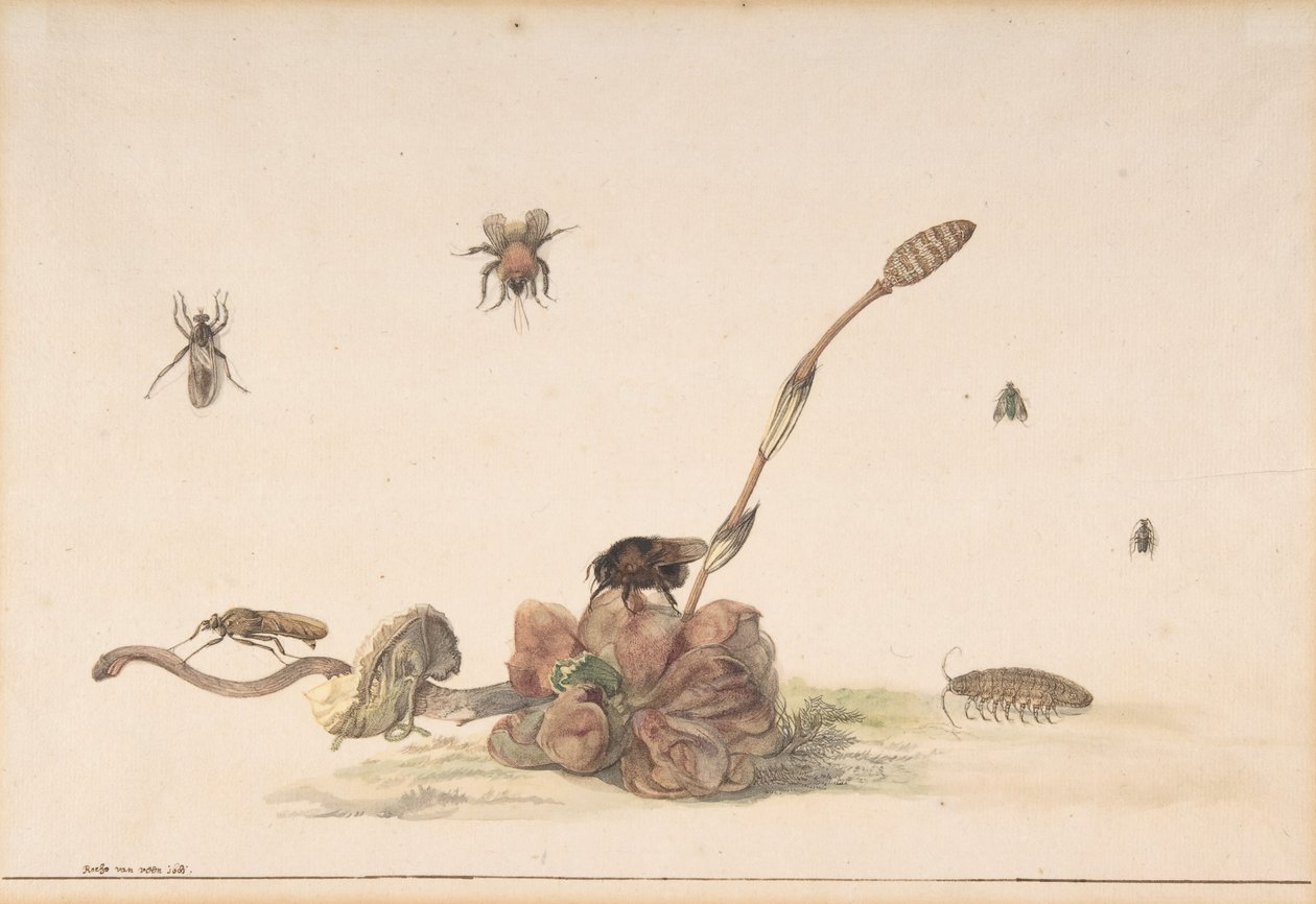 Różne owady przez grzyba, 1681. autorstwa Rochus van Veen