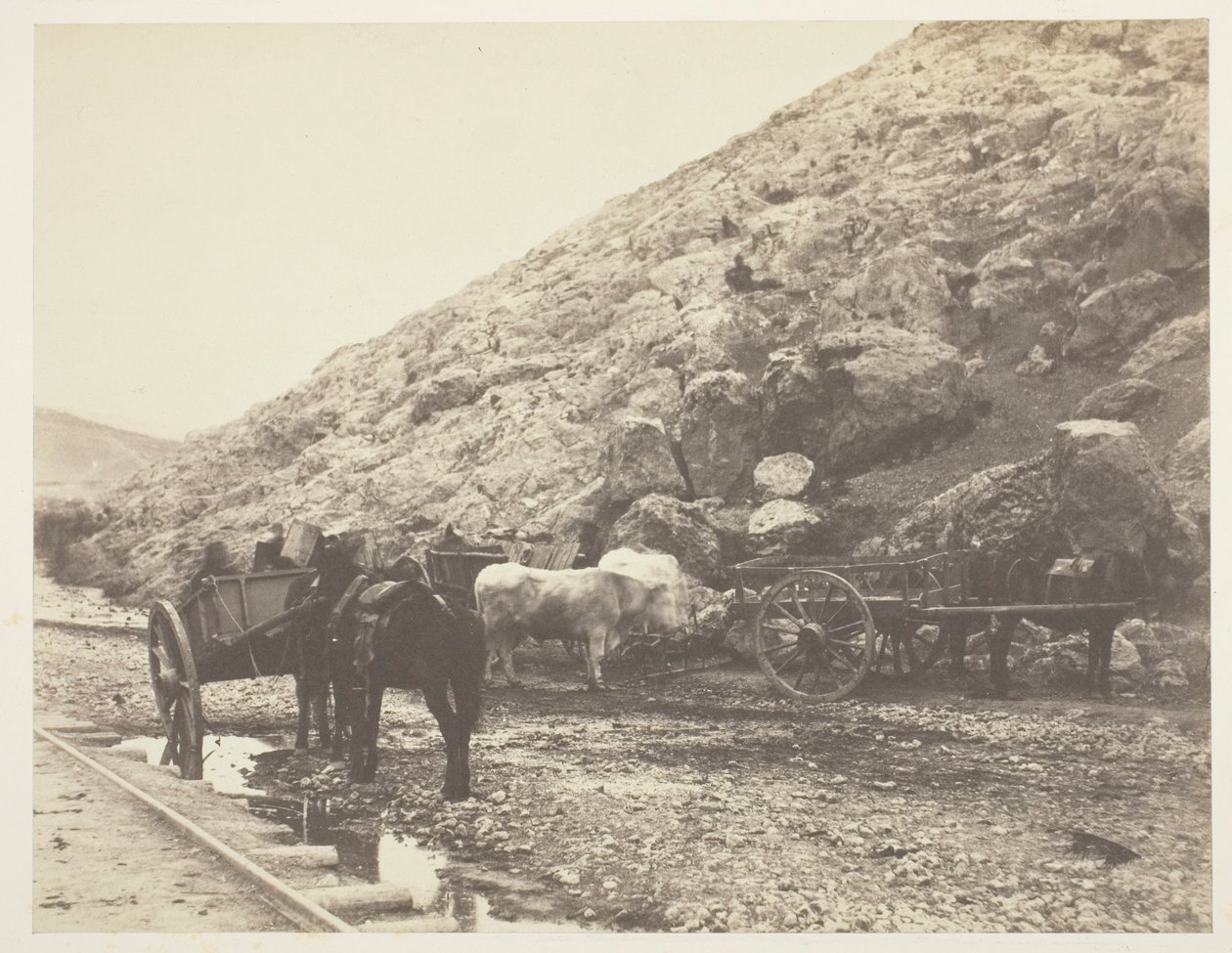 Bydło i wozy, opuszczając Balaklava, 1855. autorstwa Roger Fenton