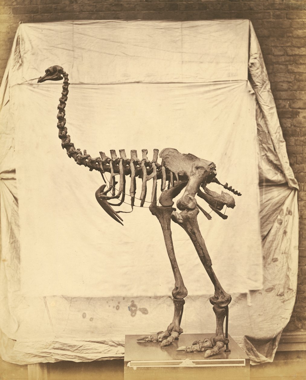 Dinornis Elephantopus Dinozaur autorstwa Roger Fenton