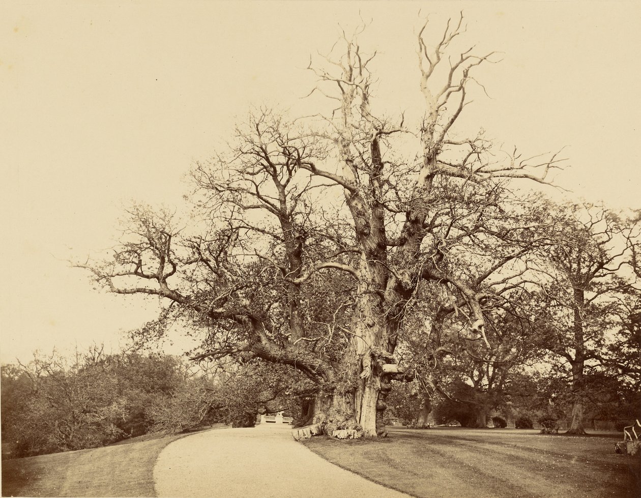 [Studium drzewa i podjazdu] autorstwa Roger Fenton