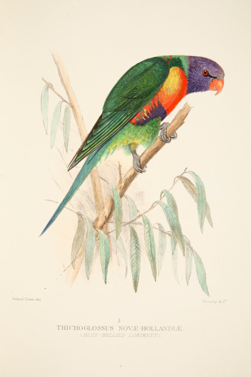 Lorikeet Błękitny, wyd. 1916 ręcznie kolorowane grawerowanie. autorstwa Roland Green