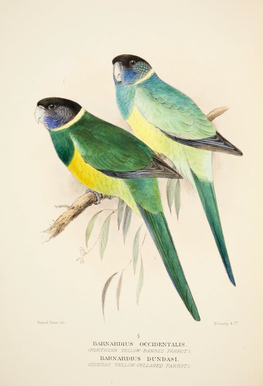 Northern Yellow Banded Parrot i Dundas Yellow Collared Parrot, wyd. 1916 ręcznie kolorowane grawerowanie autorstwa Roland Green