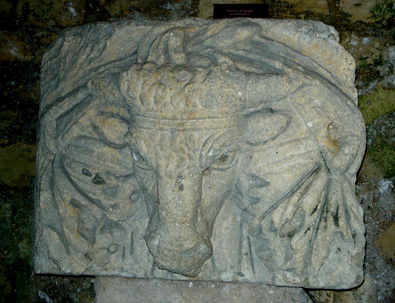 Głowa byka autorstwa Roman