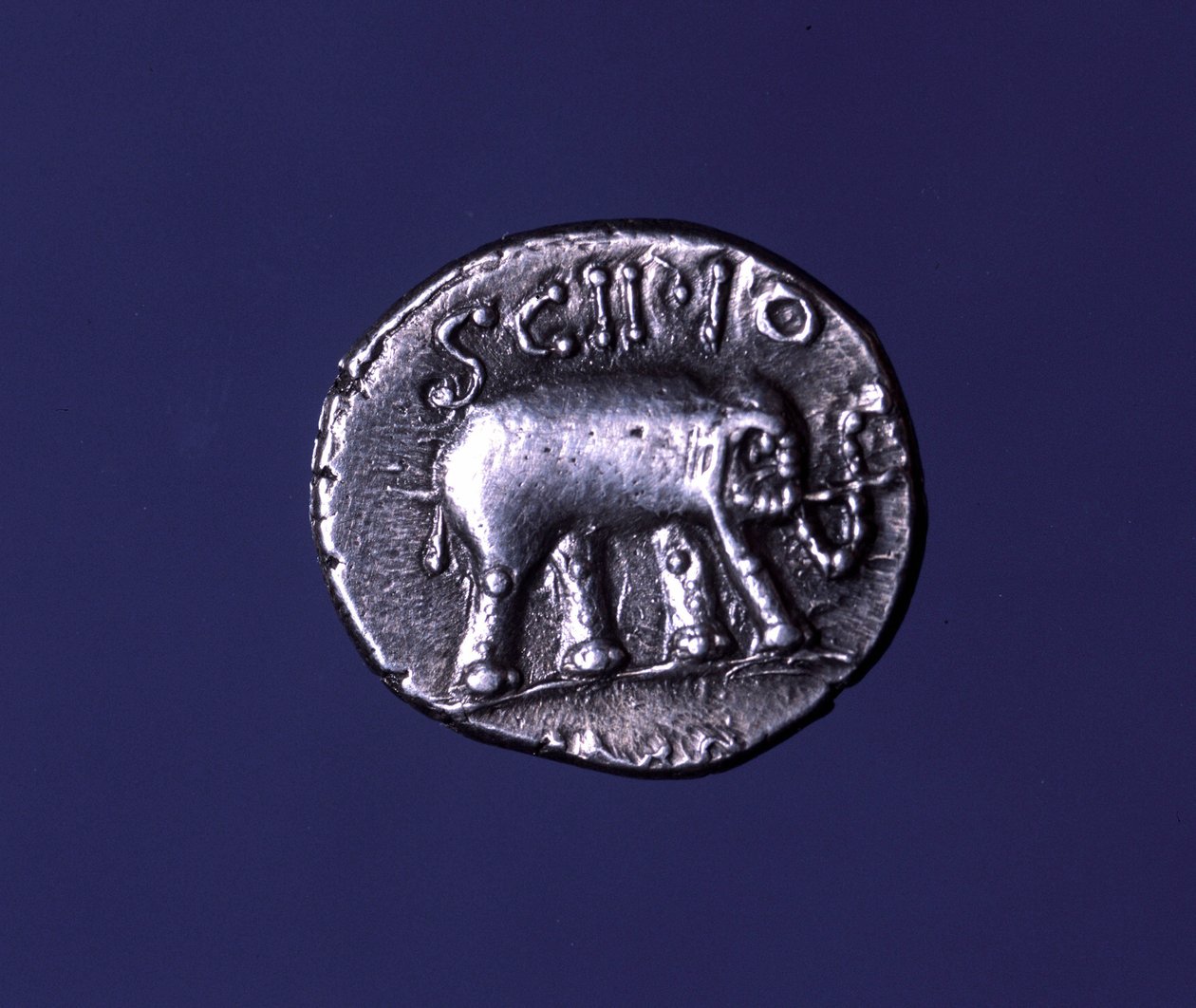 Srebrna moneta przedstawiająca słonia, fetysz ze Scypionów. Lucius Caecilius Metellus schwytał słonie kartagińskie w 251 rpne. 47-46 pne. autorstwa Roman
