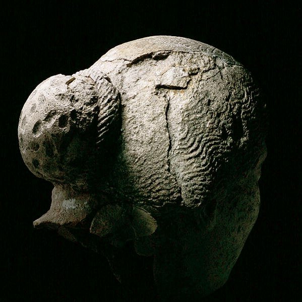 Widok z tyłu głowy kobiety, II lub III wiek n.e. (tynk) (patrz również 270971-973) autorstwa Roman Period Egyptian