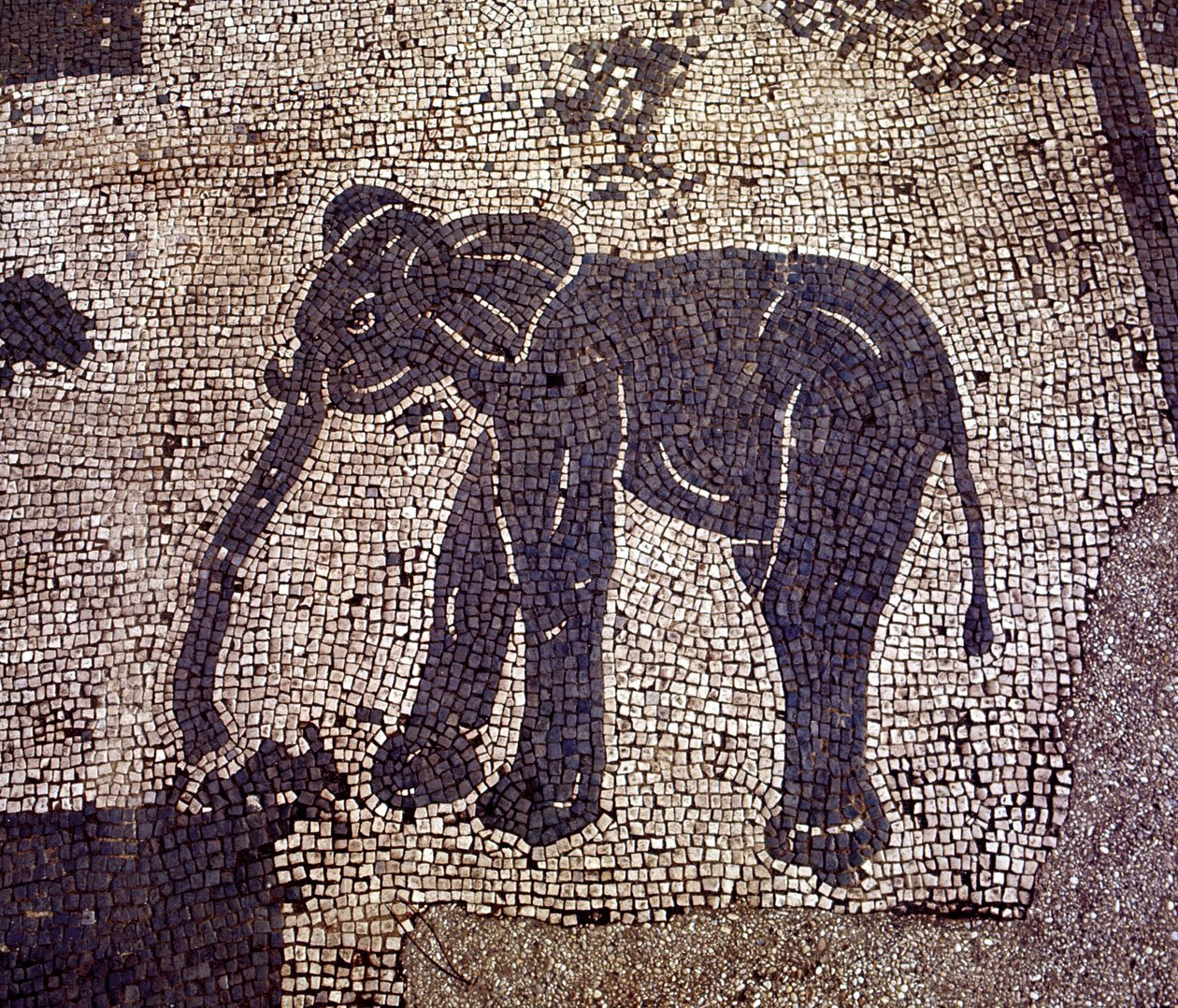 Starożytna Ostia (Ostia). Place des Corporations. Mozaika Sabratha Seafarers Corporation. autorstwa Roman Roman