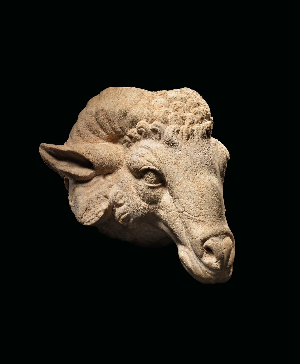 Głowa barana, ok. I wpne - I wne (marmur) autorstwa Roman Roman
