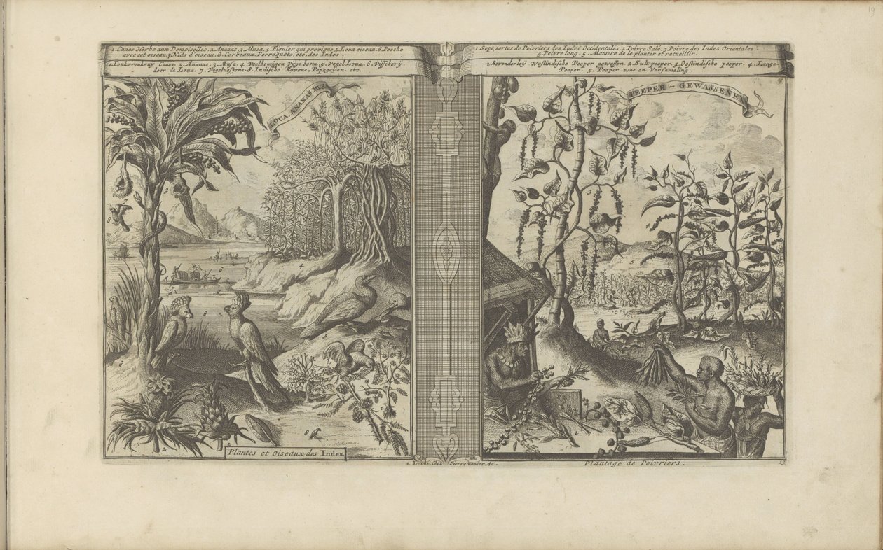 Planten, vogels en pepervelden Loua, Pineapple Musa / Rośliny i ptaki Indii // Peeper-Gewassen / Plantacja pieprzu (tytuł na obiekcie) Indie Wschodnie i Zachodnie oraz inne miejsca (tytuł serii) autorstwa Romeyn de Hooghe