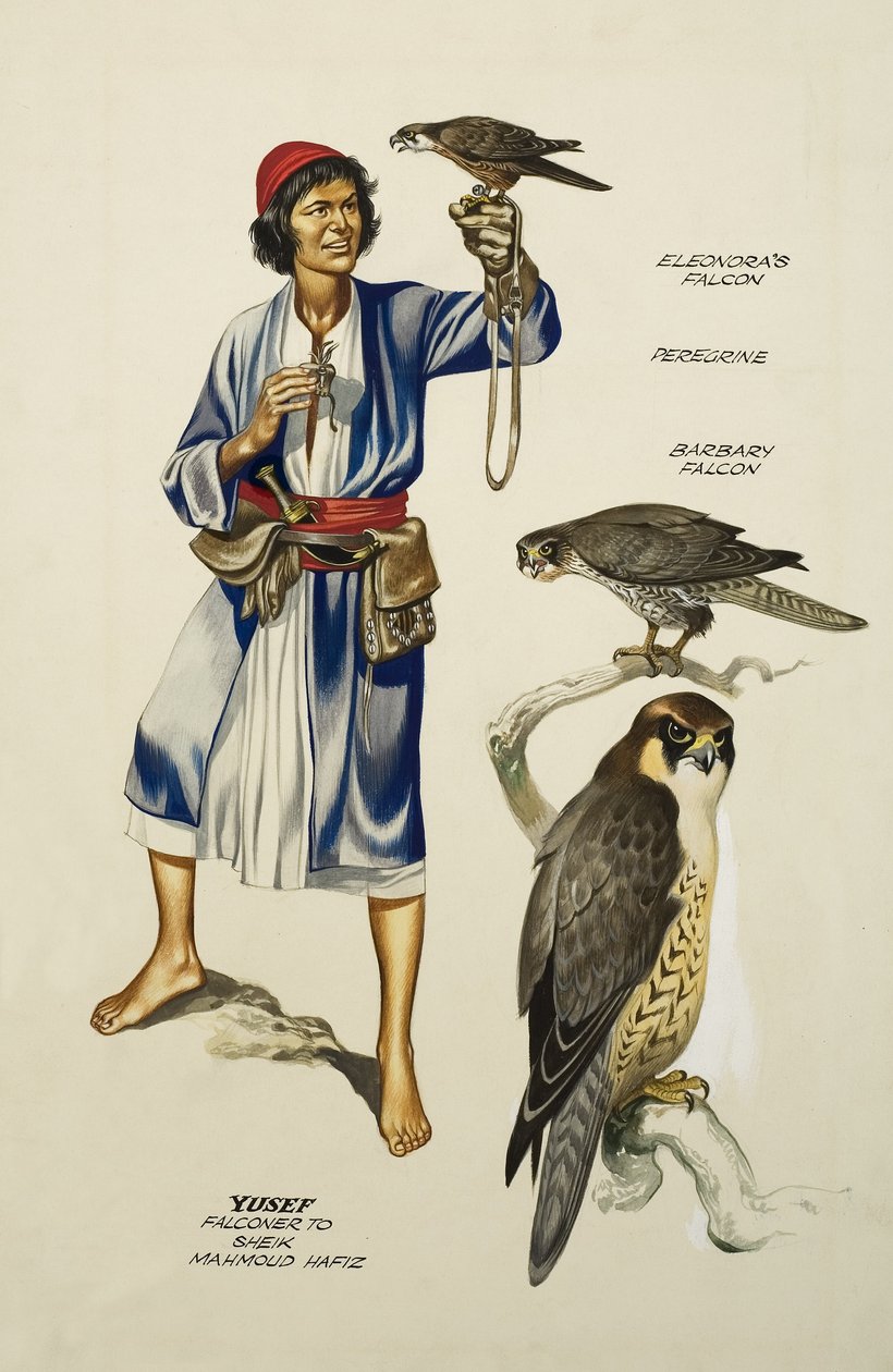 Yusef, Falconer do szejka Mahmuda Hafiza (gwasz na papierze) autorstwa Ron Embleton