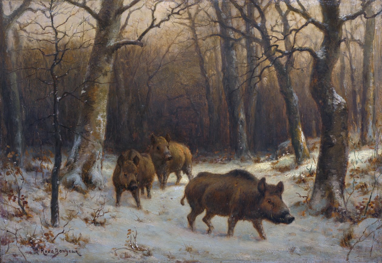 Francuski:  Sangliers dans la neige Dziki w śniegu autorstwa Rosa Bonheur