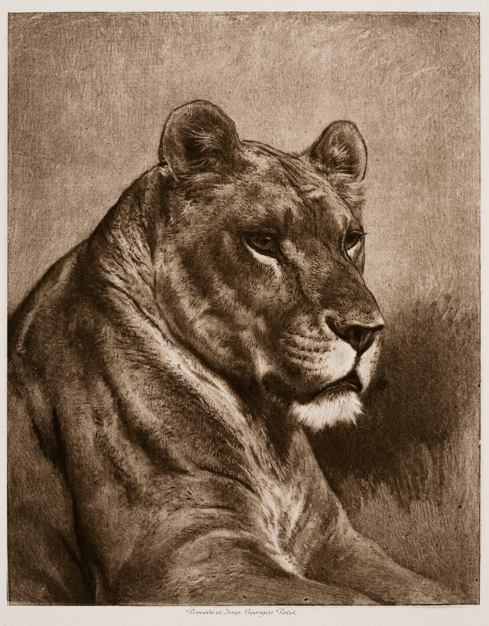 Lwica autorstwa Rosa Bonheur