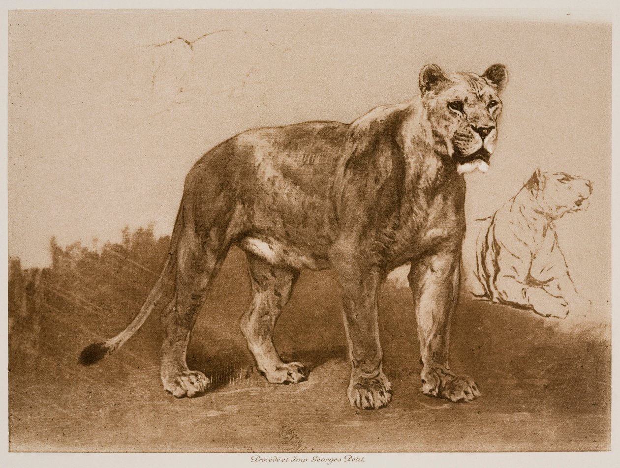 Studia lwicy autorstwa Rosa Bonheur