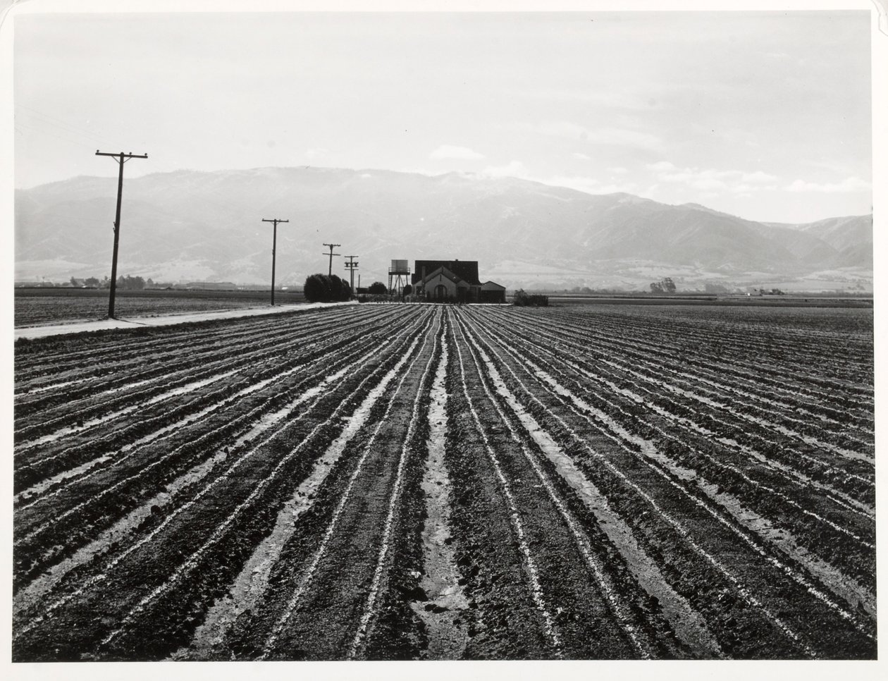 Młoda sałata, Salinas, Kalifornia autorstwa Russell Lee
