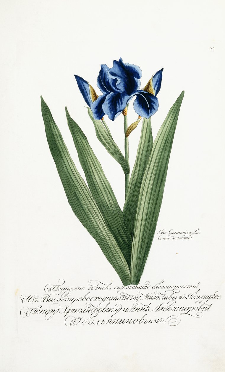 Irys Germanik, 1797-1803 autorstwa Russian School