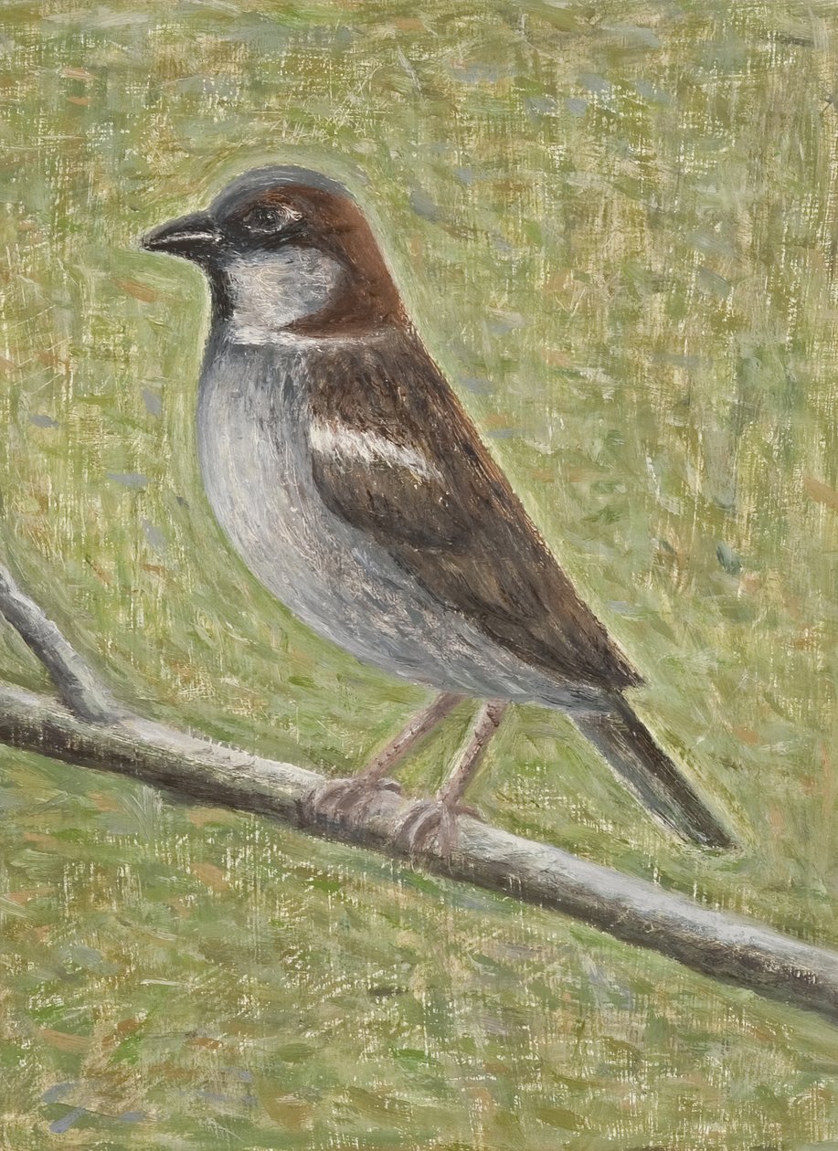 Wróbel, 2008 (olej na drewnie) autorstwa Ruth Addinall