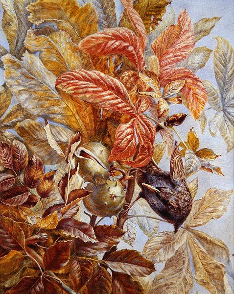 Szpak w kasztanach (akwarela i bodycolor na papierze) autorstwa Ruth Lindsay