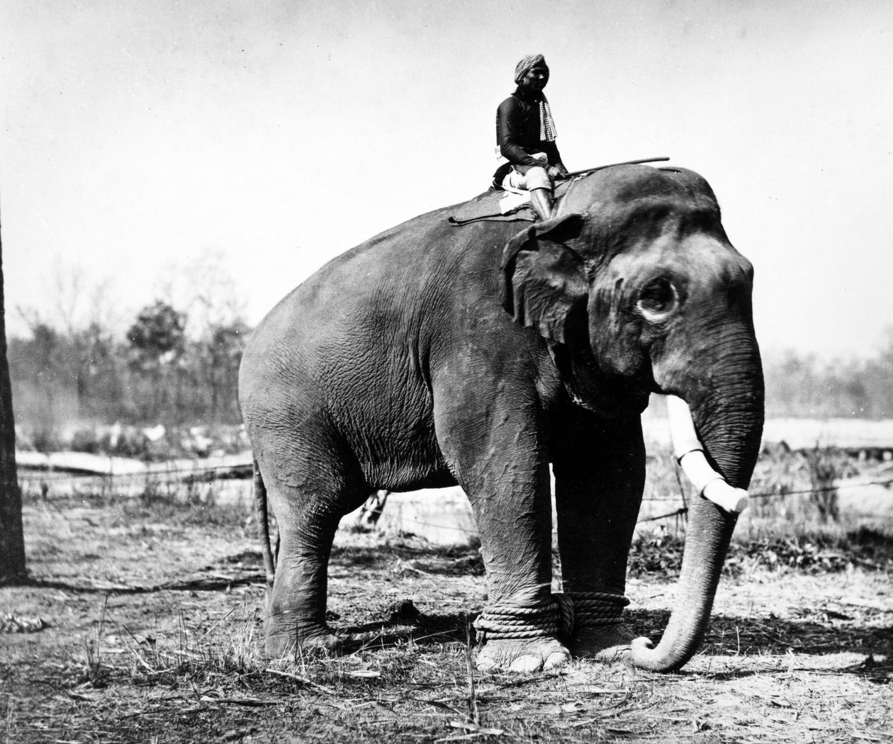 Jung Pershad, Maharadża Sir Jang Bahadur największy słoń bojowy, 1876 r. autorstwa S. and Shepherd, C. Bourne