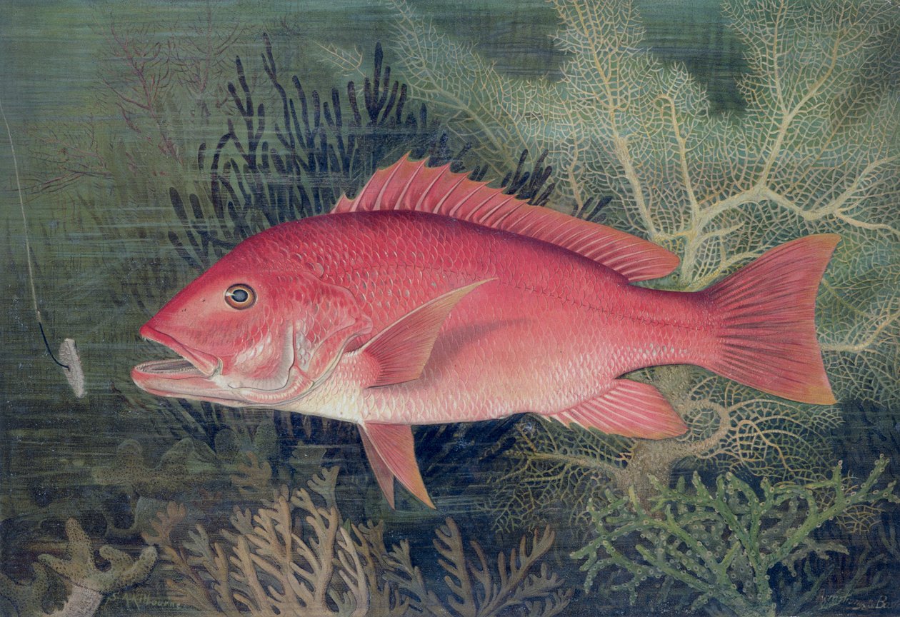 Red Snapper, z „Game Fishes of the United States”, opublikowany 1878 (chromolitho) autorstwa S.A. Kilbourne