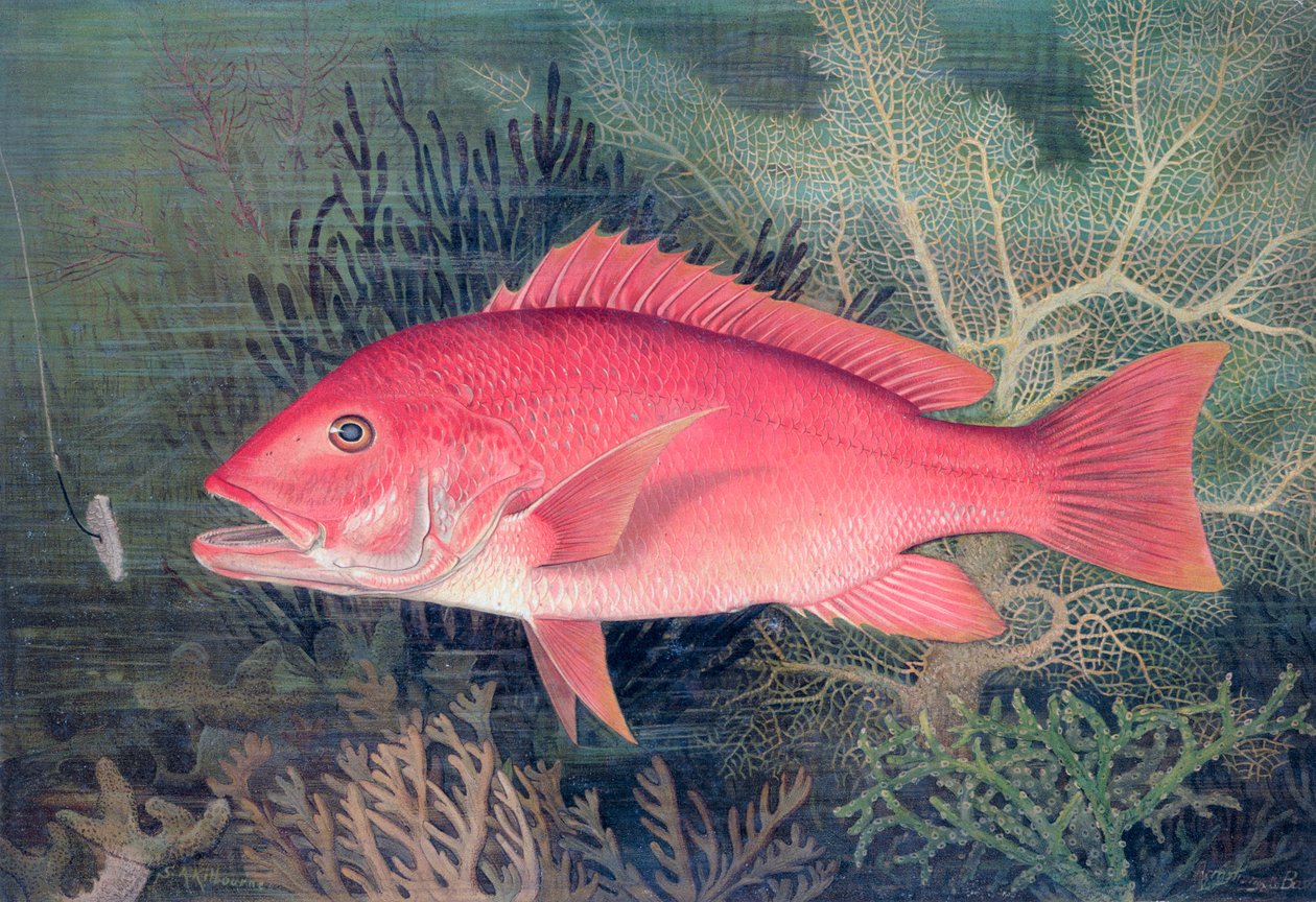 Lucjan czerwony, 1878 autorstwa SA Kilourne