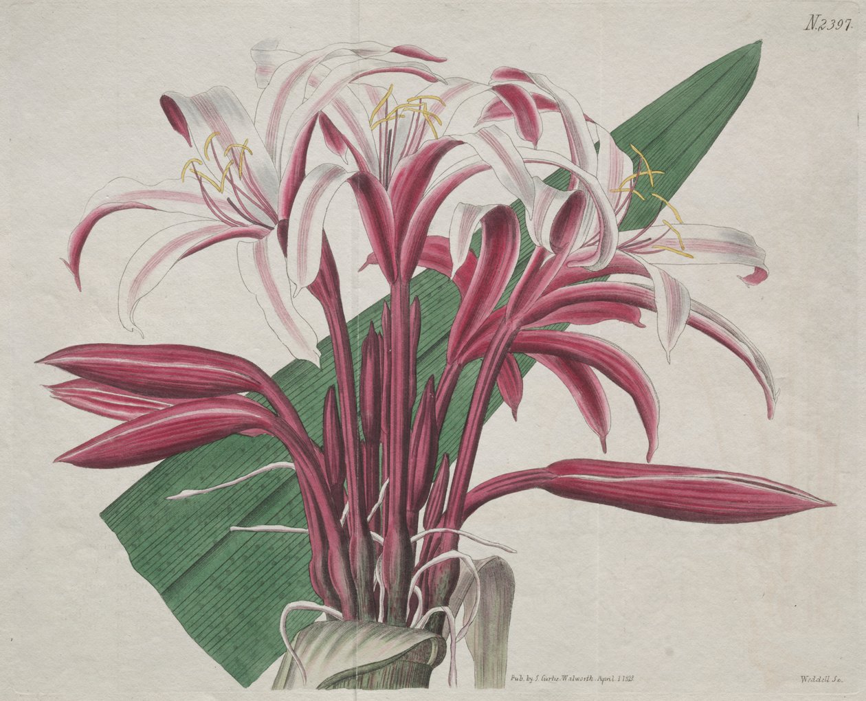 Wystawiony magazyn botaniczny lub ogród kwiatowy: Stately Crinum autorstwa S. Curtis
