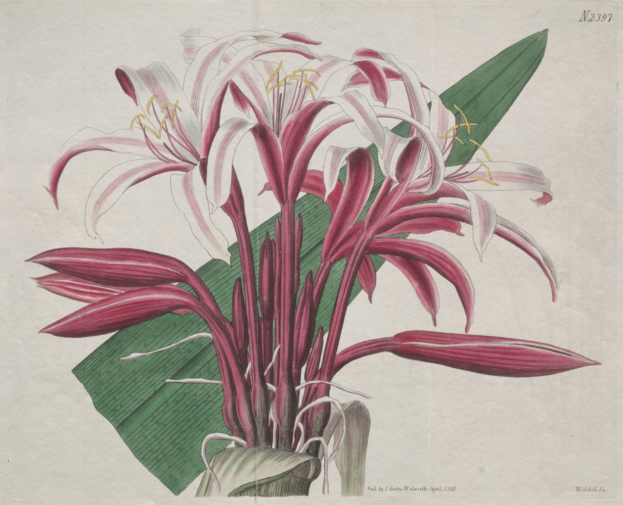 Wystawiony magazyn botaniczny lub ogród kwiatowy: Stately Crinum, 1823. autorstwa S. Curtis