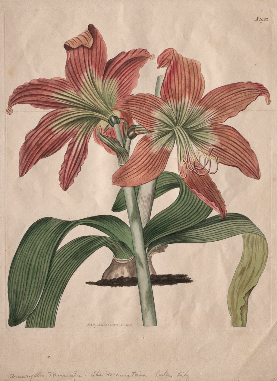 Wystawiony magazyn botaniczny lub ogród kwiatowy: The Mountain Lake Lily, 1827. autorstwa S. Curtis
