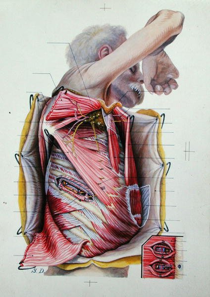 Sekcja prawej bocznej powierzchni klatki piersiowej z księgi anatomii (kolorowy grawerunek) autorstwa S. Dupret