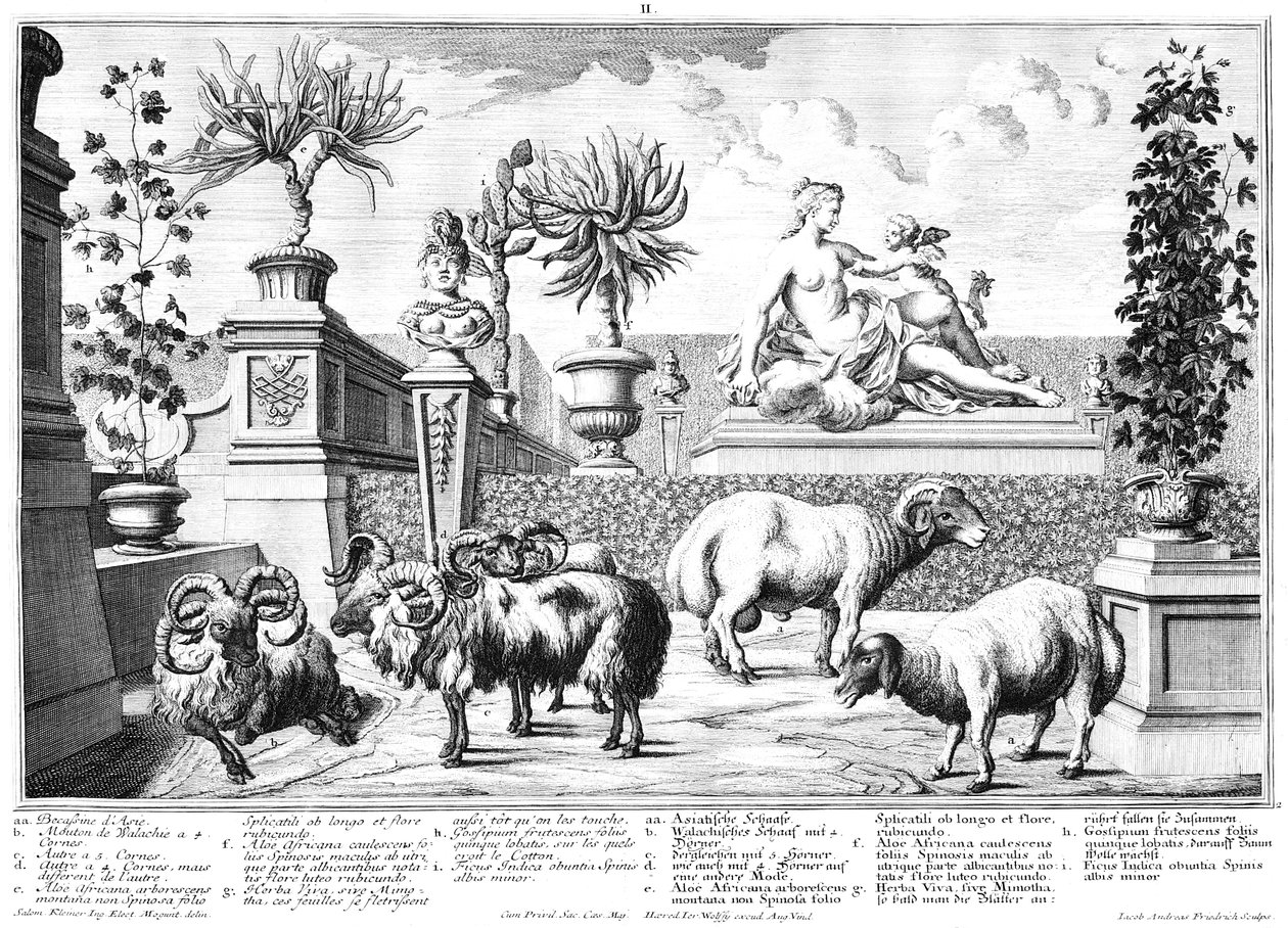 owce autorstwa Salomon Kleiner