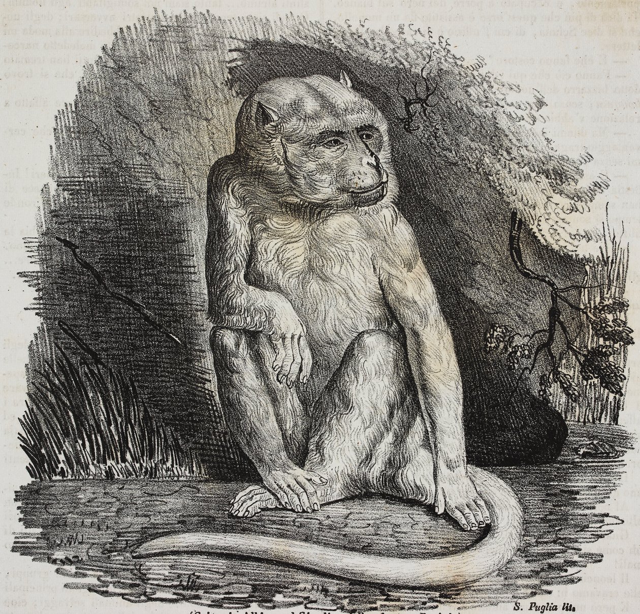 Małpa albinos w Jardin des Plantes, paryski ogród botaniczny, Francja, litografia Salvatore Puglia z Poliorama Pittoresco, nr 23, 14 stycznia autorstwa Salvatore Puglia