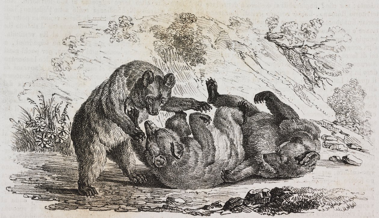 Niedźwiedzie z Asturii, Hiszpania, litografia Salvatore Puglia z Poliorama Pittoresco, nr 9, 7 października autorstwa Salvatore Puglia