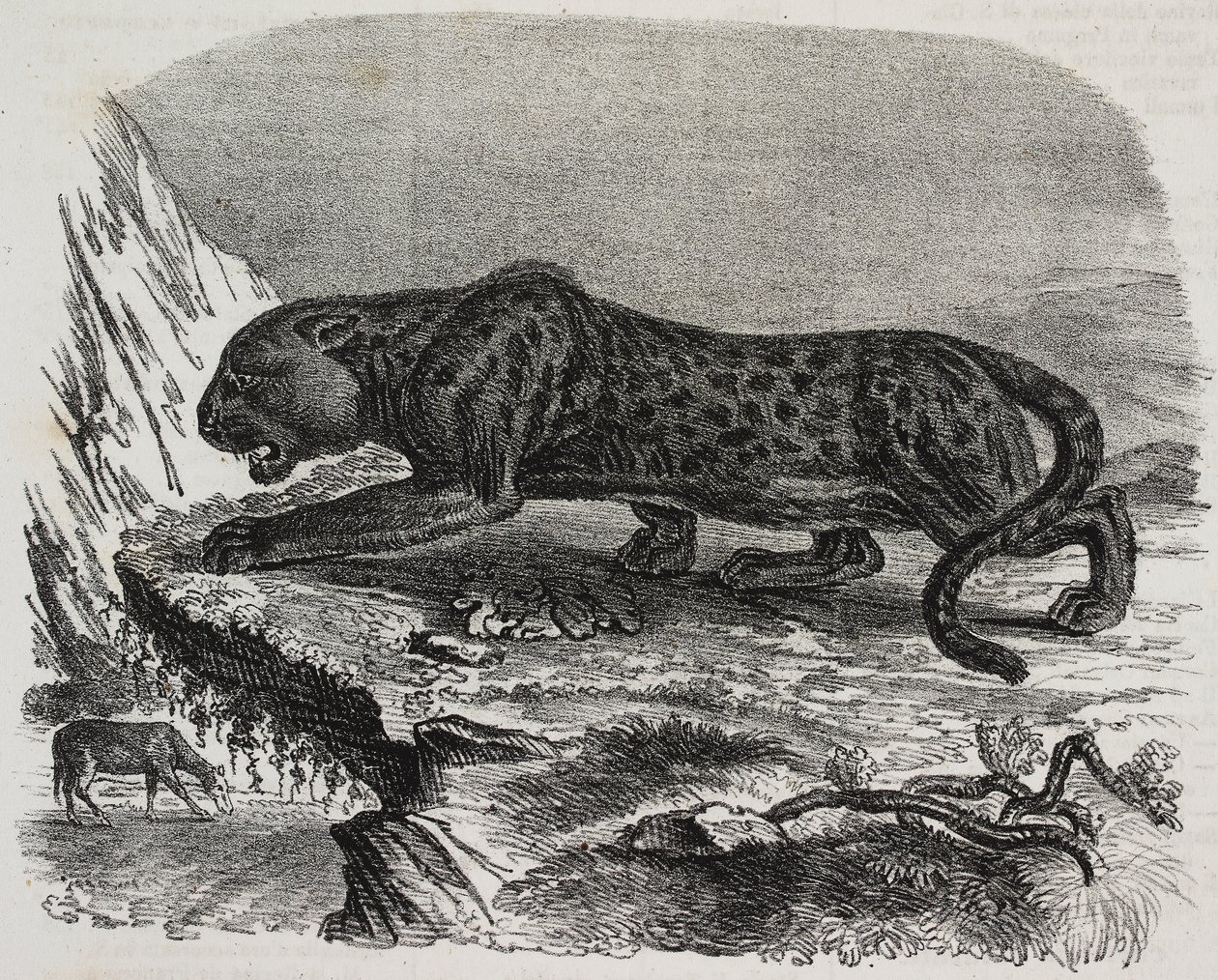 Czarna Pantera w Jardin des Plantes, paryski ogród botaniczny, Francja, litografia Salvatore Puglia z Poliorama Pittoresco, nr 26, 4 lutego autorstwa Salvatore Puglia