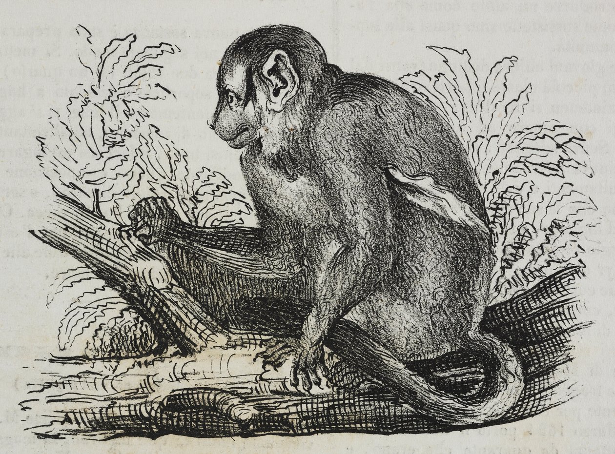 Nocna małpa douroucoulis (Aotus trivirgatus), litografia Salvatore Puglia z Poliorama Pittoresco, nr 46, 25 czerwca autorstwa Salvatore Puglia